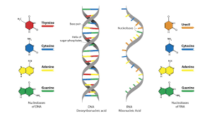 RNA ،DNA و جریان اطلاعاتی ژنتیکی بیوشیمی 1 (پیشرفته)